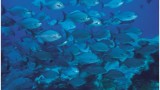 Fish Farming in kenya