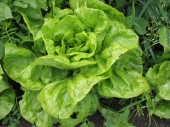 Sustainable Farming in Africa