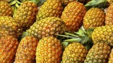 Organic Farming in Africa