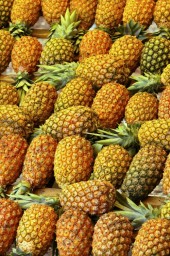 Organic Farming in Africa