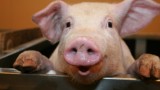 pig farming in africa