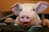 pig farming in africa