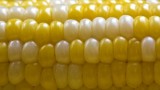 Baby corn farming in Africa Baby corn farming in Africa