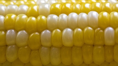 Baby corn farming in Africa