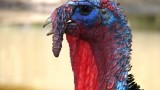 Turkey Farming in Africa