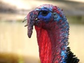 Turkey Farming in Africa