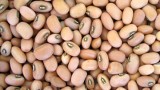 Cowpea Farming in Africa