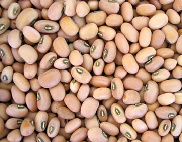 Cowpea Farming in Africa
