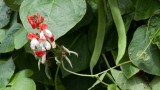 Runner Bean Farming in Africa