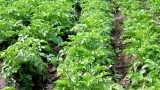 8 TIPS FOR POTATO FARMING IN AFRICA