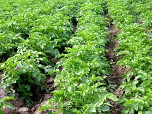 8 TIPS FOR POTATO FARMING IN AFRICA