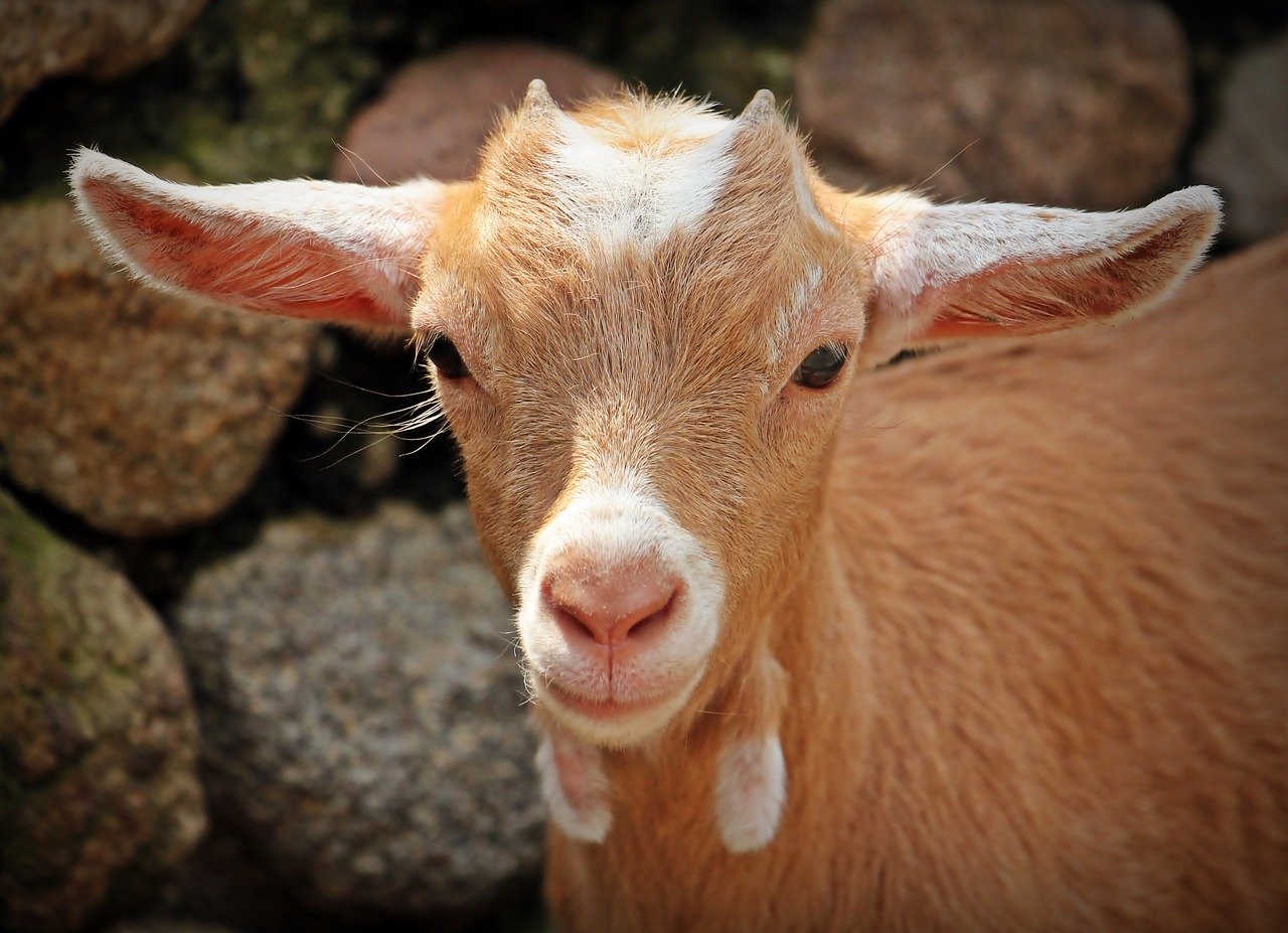 How Profitable Is Goat Farming In Ghana