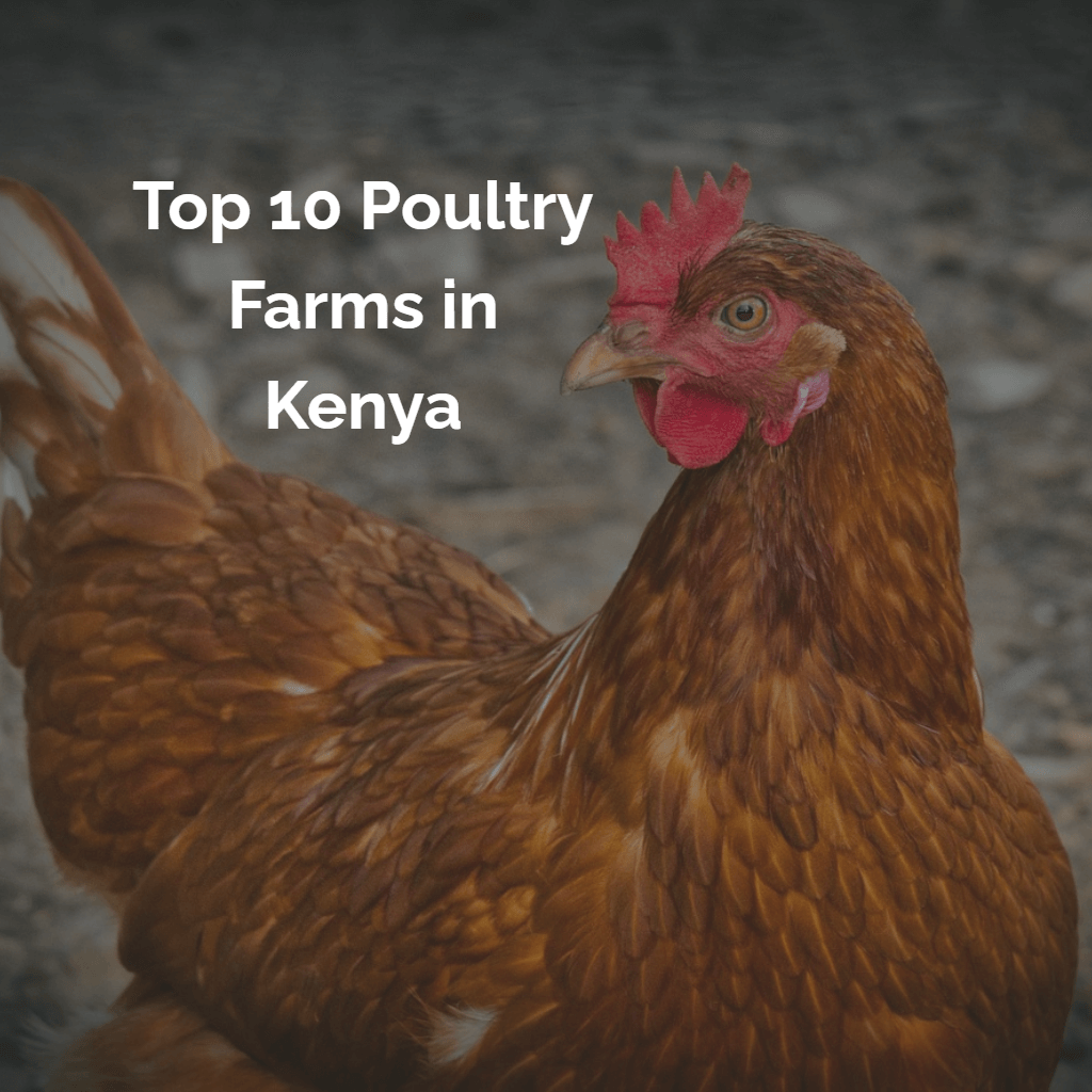 Top 10 Poultry Farms In Kenya Africa Farming