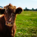 brown cattle on green lawn grass during daytime