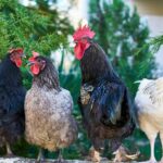 four assorted color roosters